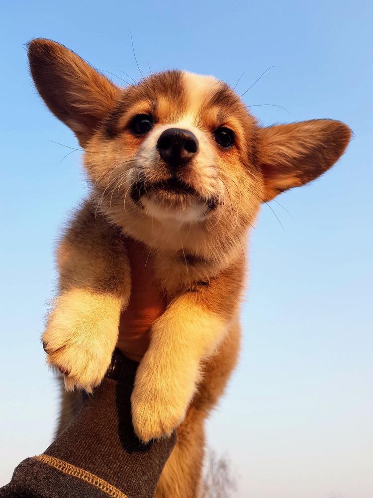 Welsh Corgi