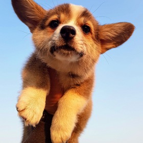 Welsh Corgi